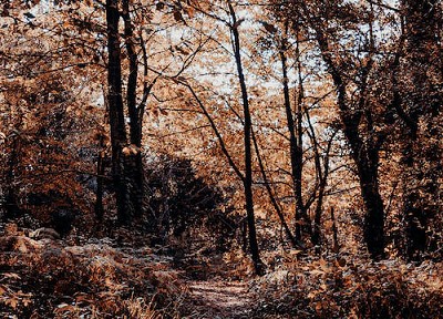 第二十讲 针灸系列1